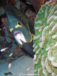 Good Morning! Nice surprise rounding the corner of a cora... by Lisa Hinderlider 